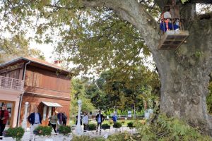 Atatürk'ün 400 yaşındaki çınar ağacı bakıma alındı