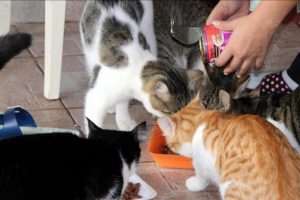 Evcil hayvanlar 'PetSurfer' ile güvenli ellerde
