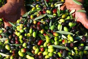 Bursa'da 'aşure' ile zeytin verimi arttı