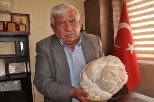 Dev çaşır mantarı, görenleri şaşırttı