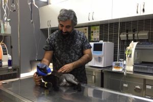 Bursa'da ayakları parçalanan kedi ölümden kurtarıldı