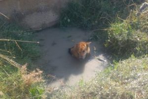 Balçığa saplanan köpeği itfaiye kurtardı