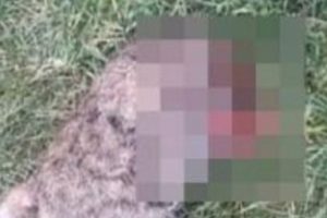 Şanlıurfa'da başı kesilmiş kedi bulundu