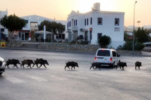 Kent merkezinde şaşırtan görüntü