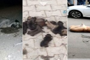 Vahşet! Çok sayıda sokak köpeği...