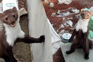Sulama kanalından gelen sesi merak etti... Bakın ne buldu!