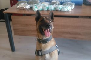 Zehir tacirini dedektör köpek Odin enseledi