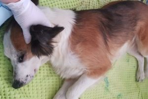 Ordu'da köpeğe işkence iddiası