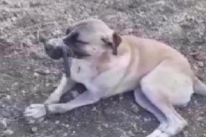 Ağzını ve ayaklarını bağlayıp ölüme terk ettiler