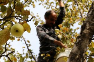 'Göbek' elmasında hasat başladı