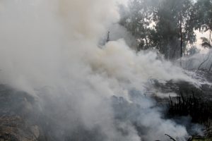 Kuş cennetinde korkutan yangın