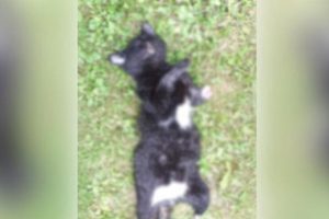 Ayakları kesilen yavru kedi için Ordu Valiliği harekete geçti