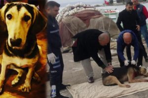 Korkunç olay! Köpeğin boğazını kesti