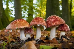 Bursa'da mantar zehirlenmelerine dikkat!
