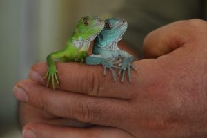 Bursa'da 47 iguana yavrusuna özenle bakıyorlar