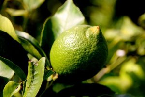 Limonda üretim arttı fiyatlar düştü