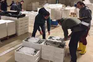 Boy yasağına uymayan 22 ton balığa el konuldu