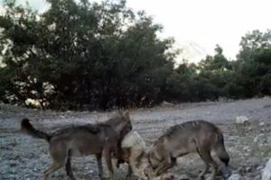 'Fotokapan'a yakalandılar! İki kurt parçaladı...