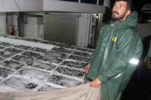 Akçakoca kıyılarında hamsi bereketi