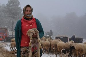Karda mahsur kalan 5 çoban ve sürü kurtarıldı