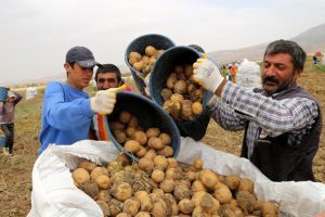 Tüketiciye patates ve soğandan bir kötü haber daha