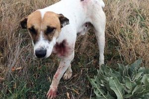 Sokak köpeği boğazından vuruldu!