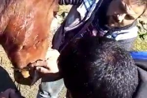 Ağzını iple bağlayıp ölüme terk ettiler!