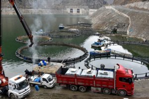 12 bin nüfuslu ilçeden dünya devlerine balık ihraç ediliyor