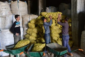 Ahlat'tan Irak'a patates ihracatı