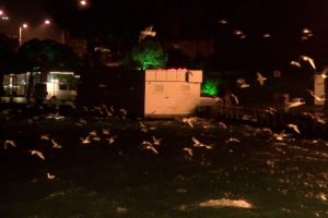 İstanbul'da yağmur ve rüzgar etkili oldu
