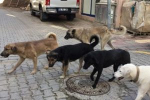 Sokak köpekleri öğrencilerin korkulu rüyası oluyor