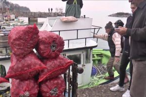 Akçakoca'dan Uzak Doğu'ya salyangoz ihracatı