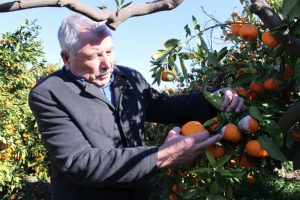 Satsuma mandalinasında yüzde 50 zayiat