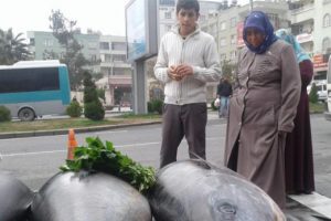 Şanlıurfa'da ''ton balığı'' şaşkınlığı