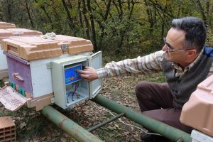 Bursa'da arı ölümleri karşı klimalı kovanlarla azalacak