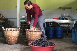 Bursa'da hasır küfelerde zeytin hazırlıyor