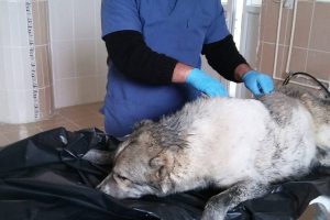 Fosseptik çukuruna düşen köpek kurtarıldı