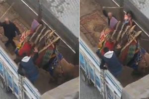 Deveye sopayla işkencenin cezası belli oldu