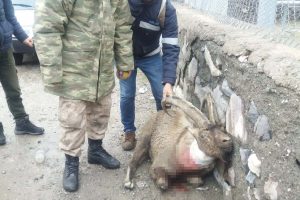 Tüfekle vurdular! Asker ve köylüler seferber oldu