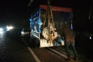 Bursa'da 300 kiloluk inek kamyonetten karayoluna savruldu