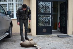 Avlanması yasak olan karaca öldürüldü