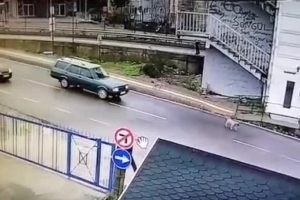 Köpeği ezip yoluna devam etti