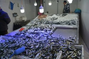 Karadeniz'de torik bereketi