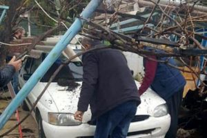 Hortumun devirdiği ağaç hasara neden oldu