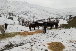 Yabani atlar donmaktan kurtarıldı