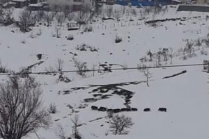 Domuz sürüsü köye indi