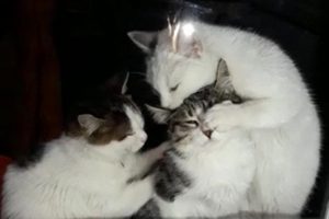 Yavru kedilerden anne kediye masaj