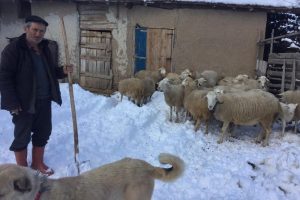 Kar yağışı küçükbaş hayvancılığı olumsuz etkiledi
