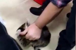 İşadamı kediyi sopayla dövdü; dehşet anları kamerada