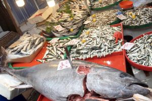 Bursa'da 150 kilogramlık orkinos ağa takıldı
